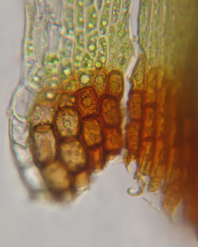 Blindia acuta